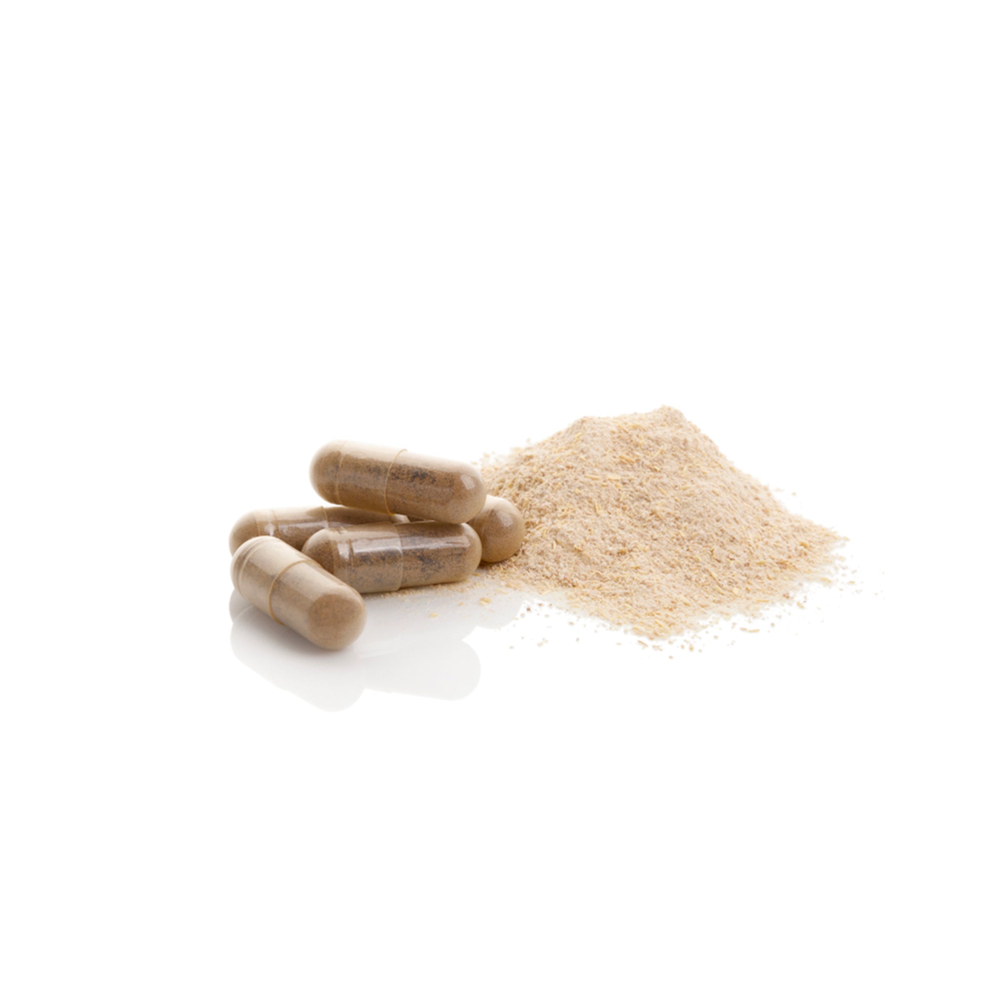 Cordyceps Mushroom
